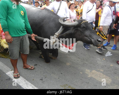 08263 Fiesta Paroisse San Isidro Labrador Bulacan Pulilan Carabao agenouillée 44 2017 Festival Banque D'Images