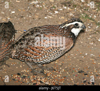 Le Bobwhite du Nord est une espèce de caille trouvée dans le sud des États-Unis. Cette image du parc d'État de Falcon Lake, Texas, capture l'oiseau dans son habitat naturel. Banque D'Images