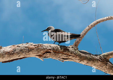 Noddi brun (Anous stolidus), Denis Island, Seychelles. Banque D'Images