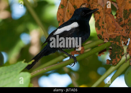 Pie chanteuse des Seychelles Copsychus sechellarum (), Banque D'Images