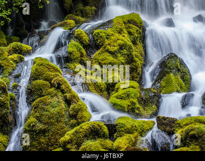 L'ouest des États-Unis a beaucoup de belles chutes d'eau qui sont à l'intérieur de courtes randonnées sur les routes. Fern Creek dans le Nord de l'Californai Banque D'Images