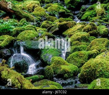 L'ouest des États-Unis a beaucoup de belles chutes d'eau qui sont à l'intérieur de courtes randonnées sur les routes. Sol Duc Cascade. Washington Banque D'Images