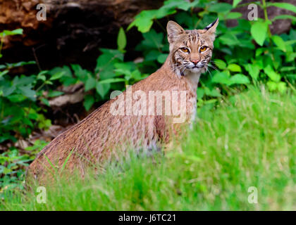 Lynx roux (Lynx rufus texensis) debout sur un creekbank une oreille en avant, un pour le côté avec regard curieux. Banque D'Images