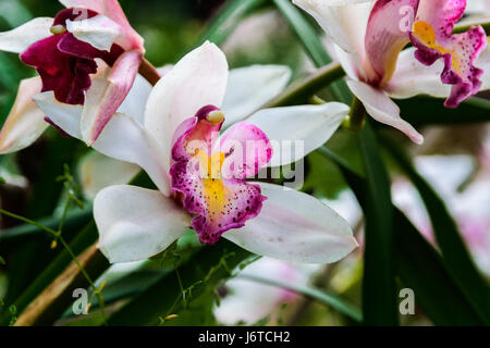 Les Orchidées CYMBIDIUMS BLUSH ROSE AVEC LÈVRE TACHETÉ Banque D'Images