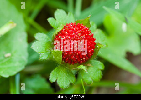 Mock strawberry (Duchesnea indica) - aka Indian fraise, faux fraisier, snake berry - USA Banque D'Images