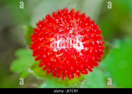 Mock strawberry (Duchesnea indica) - aka Indian fraise, faux fraisier, snake berry - USA Banque D'Images