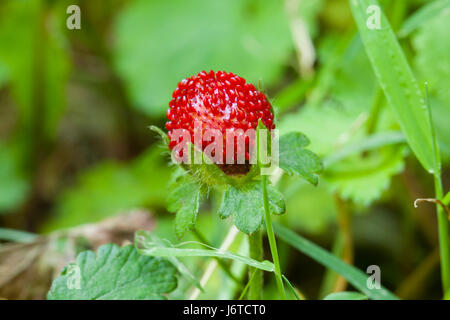 Mock strawberry (Duchesnea indica) - aka Indian fraise, faux fraisier, snake berry - USA Banque D'Images