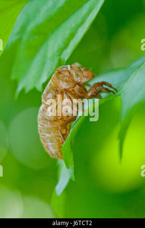 X de la couvée (cicada Pristimantis) l'exosquelette / shell cicada - Virginia USA Banque D'Images