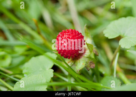 Mock strawberry (Duchesnea indica) - aka Indian fraise, faux fraisier, snake berry - USA Banque D'Images