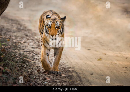 Gros plans de tigre Banque D'Images