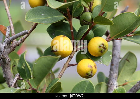 Cattley jaune, jaune de goyave goyave fraise, cerise jaune citron, goyave goyave Psidium cattleianum,le mûrissement Banque D'Images