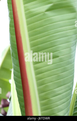 Close up de l'Ensete ventricosum, feuille de palmier bananier d'Abyssinie Banque D'Images