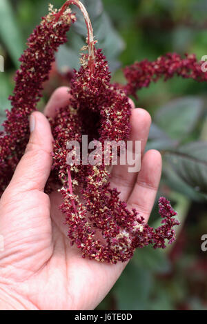 Graines Amaranthus tricolor ou connu comme Amarante rouge Banque D'Images