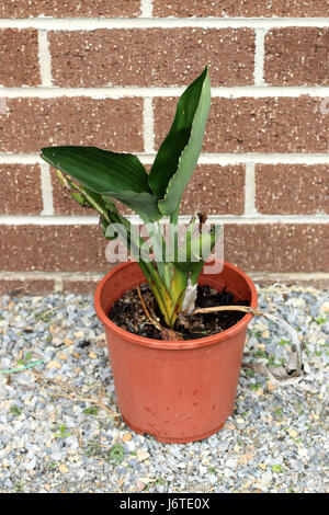 Strelitzia reginae croissante ou également connu d'oiseaux de paradis dans un pot Banque D'Images