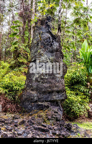 Une souche d'arbre à Hawaii était entouré d'une fine couche de lave en 1790, mais avant que l'arbre pourrait brûler complètement la lave refroidie et durcie d'un shell Banque D'Images