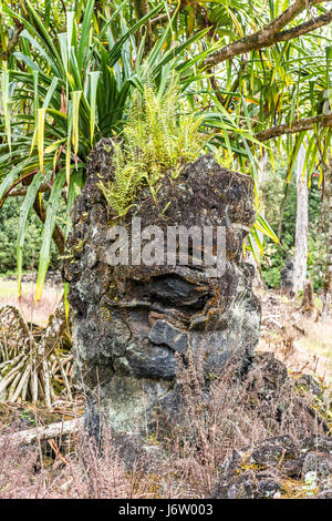 Une souche d'arbre à Hawaii était entouré d'une fine couche de lave en 1790, mais avant que l'arbre pourrait brûler complètement la lave refroidie et durcie d'un shell Banque D'Images