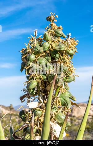 Un yucca Mojave tree bloom pans contre un ciel bleu dans le parc national Joshua Tree, Yucca Blossom, Bleu, bourgeon, fleur, fleur, fleur, partie Banque D'Images