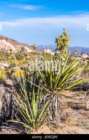 Un yucca Mojave tree bloom pans contre un ciel bleu dans Joshua Tree National Park Banque D'Images