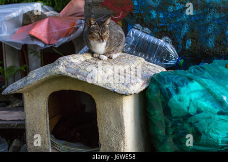 Cat siège au chien de la maison, dans des sacs poubelle. Banque D'Images