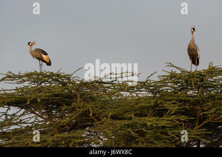 Grues couronnées dans l'arbre, en Tanzanie Banque D'Images