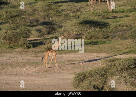 Girafe Marche, Tanzanie Banque D'Images