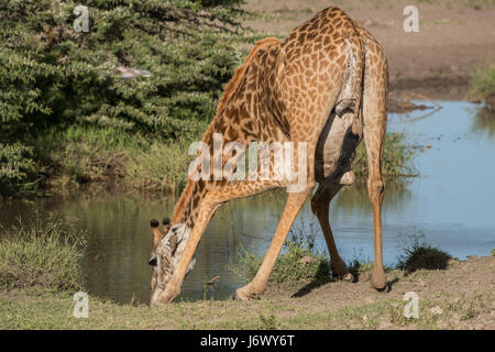 Girafe Boire, Tanzanie Banque D'Images