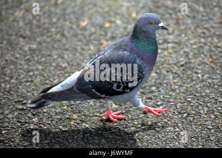 Pas d'oie pigeon Banque D'Images