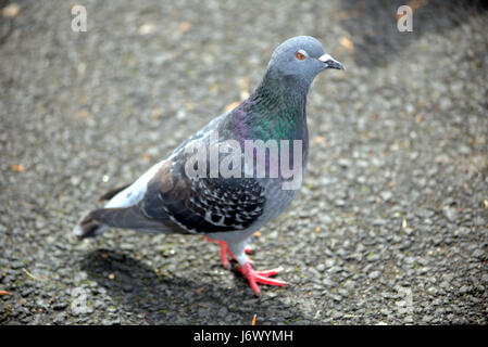 Donner l'oeil de pigeon Banque D'Images