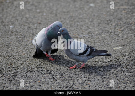 Commérages pigeon Banque D'Images