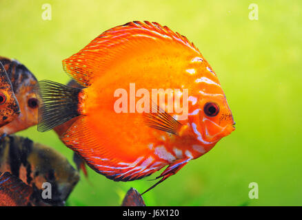 Discus poissons verre calice près des animaux sous l'aquarium pour animaux à bascule jusqu'à Banque D'Images