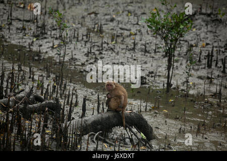 Singe rhésus à l'Kolagachia Centre éco-tourisme dans les Sundarbans, Site du patrimoine mondial de l'UNESCO et une réserve faunique. Satkhira, Bangladesh Banque D'Images