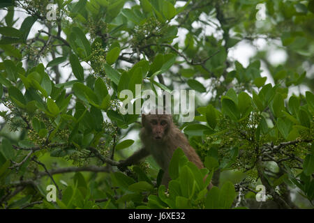 Singe rhésus à l'Kolagachia Centre éco-tourisme dans les Sundarbans, Site du patrimoine mondial de l'UNESCO et une réserve faunique. Satkhira, Bangladesh Banque D'Images