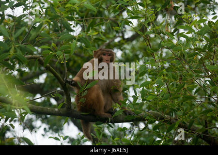 Singe rhésus à l'Kolagachia Centre éco-tourisme dans les Sundarbans, Site du patrimoine mondial de l'UNESCO et une réserve faunique. Satkhira, Bangladesh Banque D'Images