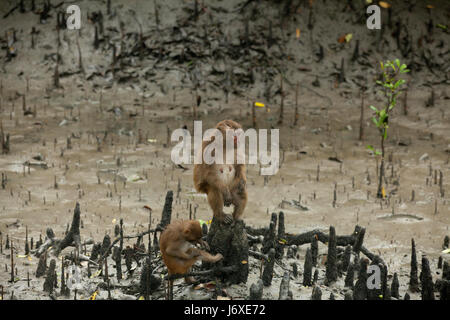 Singe rhésus à l'Kolagachia Centre éco-tourisme dans les Sundarbans, Site du patrimoine mondial de l'UNESCO et une réserve faunique. Satkhira, Bangladesh Banque D'Images