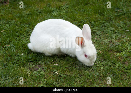 Lapin blanc. Animaux de laboratoire albinos du lapin (Oryctolagus cuniculus). Banque D'Images