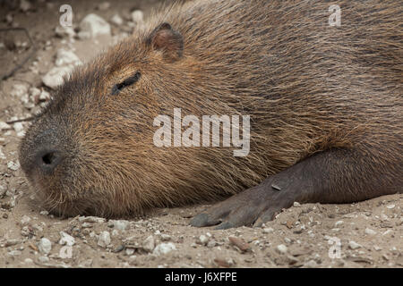 Capybara (Hydrochoerus hydrochaeris). Des animaux de la faune. Banque D'Images