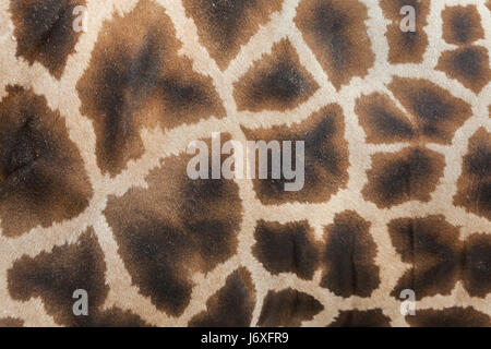 Girafe (Giraffa camelopardalis). La texture de la peau. Banque D'Images