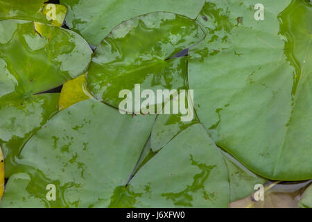 Star lotus (Nymphaea nouchali), également connu sous le nom de nénuphar blanc. Banque D'Images