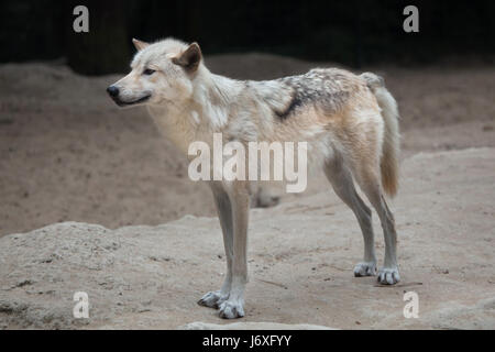 Le nord-ouest de wolf (Canis lupus occidentalis), également connu sous le nom de la vallée du Mackenzie, loup. Banque D'Images