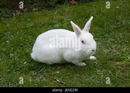 Lapin blanc. Animaux de laboratoire albinos du lapin (Oryctolagus cuniculus). Banque D'Images