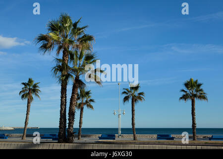 Palmiers sur le front de mer à Málaga, Costa del Sol, Andalousie, espagne. Banque D'Images