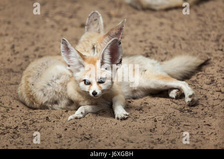 Fennec renards (Vulpes zerda). Des animaux de la faune. Banque D'Images