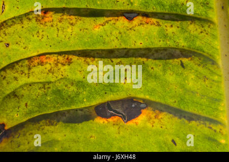 Texture de la feuille verte Banque D'Images