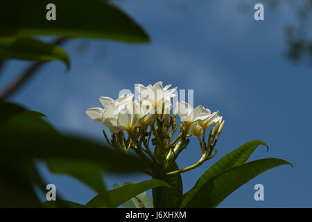 Connu comme Gulachin Sada Sada Kath Golap. Nom botanique Plumeria Rubra. Dhaka, Bangladesh Banque D'Images