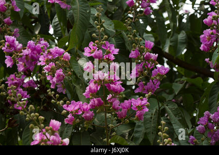 Crape Myrtle tropicales également connu sous le nom de Thai Crape Myrtle. Nom botanique Lagerstroemia Trubinata. Dhaka, Bangladesh. Banque D'Images