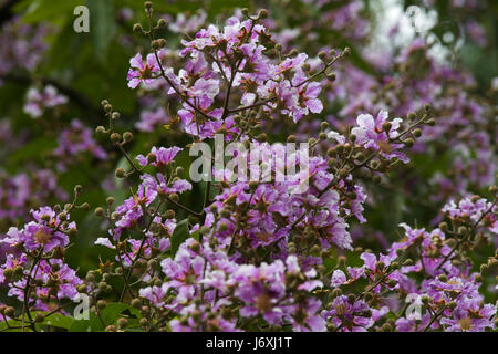 Crape Myrtle tropicales également connu sous le nom de Thai Crape Myrtle. Nom botanique Lagerstroemia Trubinata. Dhaka, Bangladesh. Banque D'Images