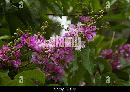 Crape Myrtle tropicales également connu sous le nom de Thai Crape Myrtle. Nom botanique Lagerstroemia Trubinata. Dhaka, Bangladesh. Banque D'Images