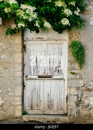 Vieille porte en bois blanc, avec la fente au milieu, mettre en mur de pierre avec feuillage vert luxuriant avec des fleurs blanches sur le dessus en cascade, Bayeux, France. Banque D'Images