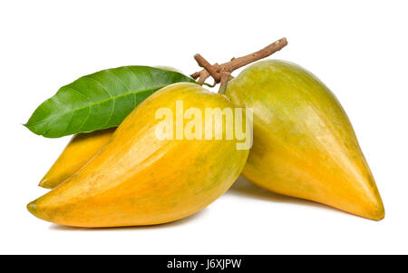 Pouteria campechiana isolé sur le fond blanc. Banque D'Images