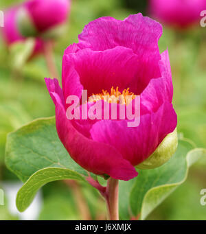 Paeonia mascula est une espèce de pivoine. C'est une plante herbacée vivace de 0,5 à 1,5 mètres de hauteur. Banque D'Images